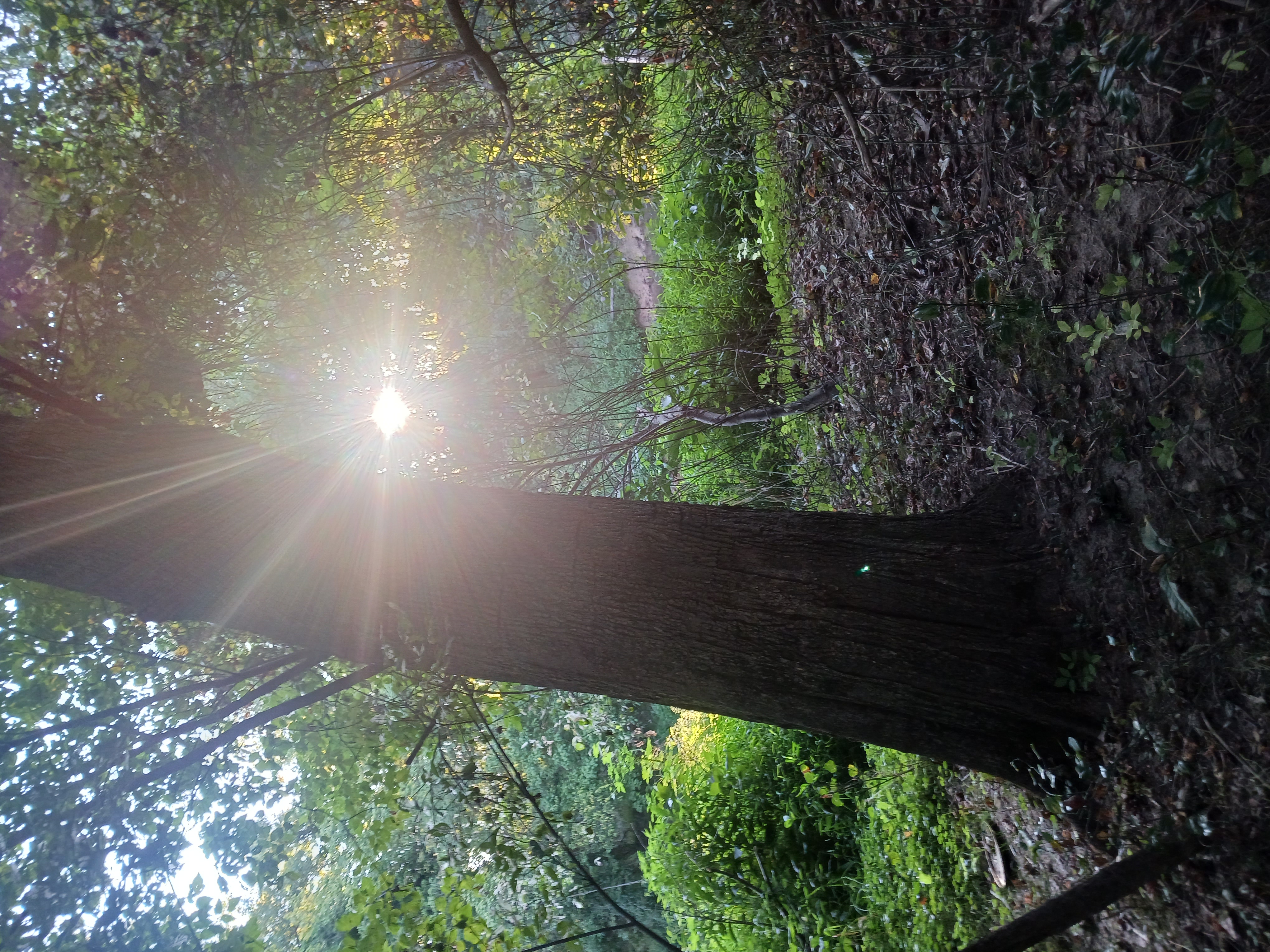 Distance Kundalini Reiki Sample Session